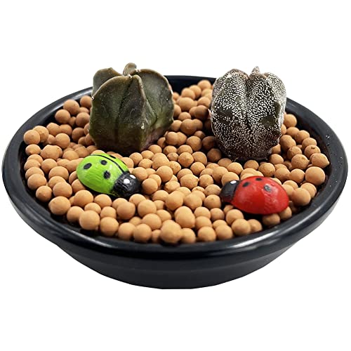 2Pcs Cactus Plants White-Green Mini Live Cactus Plants Indoor Potted Small Cactus Plants Cactus Succulent Cactus Plants Alive. #TOP3