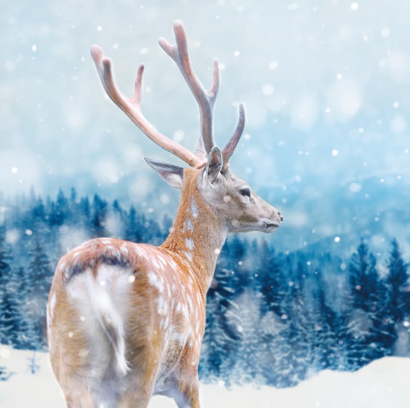 Photographic Winter Festive Art Charity Christmas Cards - Eco-Friendly - Pack of 6 (Pine Forest Reindeer)