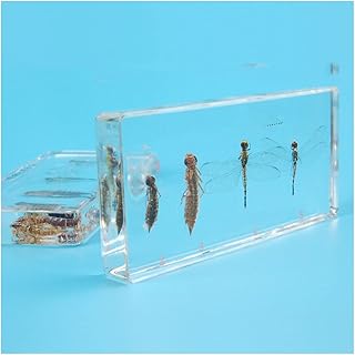 ZMX Specimen of The Growth and Development Process Dragonflies - Educational Model Insects Resin embedding Specimens - for Toddler Elementary School Pupil Teaching