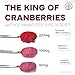 Jungle Powders Wild Cranberry Powder Organic 5 Ounces, USDA Certified Freeze Dried Organic Cranberries Powder for Baking Flavoring Smoothies, Additive Filler Free Superfood Extract from Whole Berries