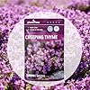 PLANTMEW 20000+pcs Creeping Thyme Seeds for Planting – Non-GMO Ground Cover Flowers –10g Edible Herb Seeds for Planting Lawns & Paths #1