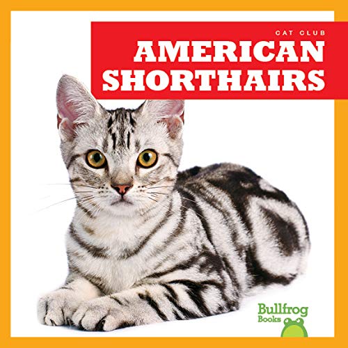 American Shorthairs (Cat Club)