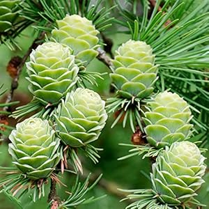 Japanse Pine Bonsai Seeds – Pinus Ponderosa Yellow Pine – Indoor Bonsai Zaden voor het planten van zaden Outdoor Plants Tuinieren Eco-vriendelijke geschenken 100 pcs