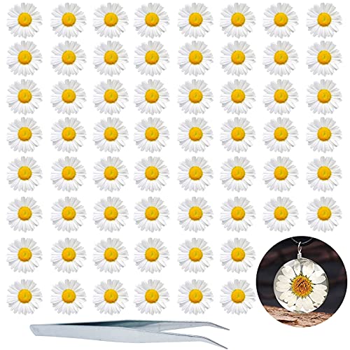 Flores Secas Prensadas HEISENLIN 60PCS Margarita Blanca miniatura 1