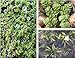 WASSERPFLANZEN WOLFF - Schwimmpflanzen Set - Salvinia minima/Stratiotes aloides/Azolla caroliana - wasserreinigend