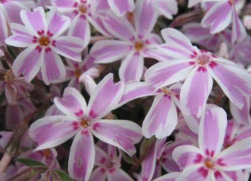 芝桜の種類と画像まとめ 意外と簡単 苗の植え方 育て方 おでかけlet S Go