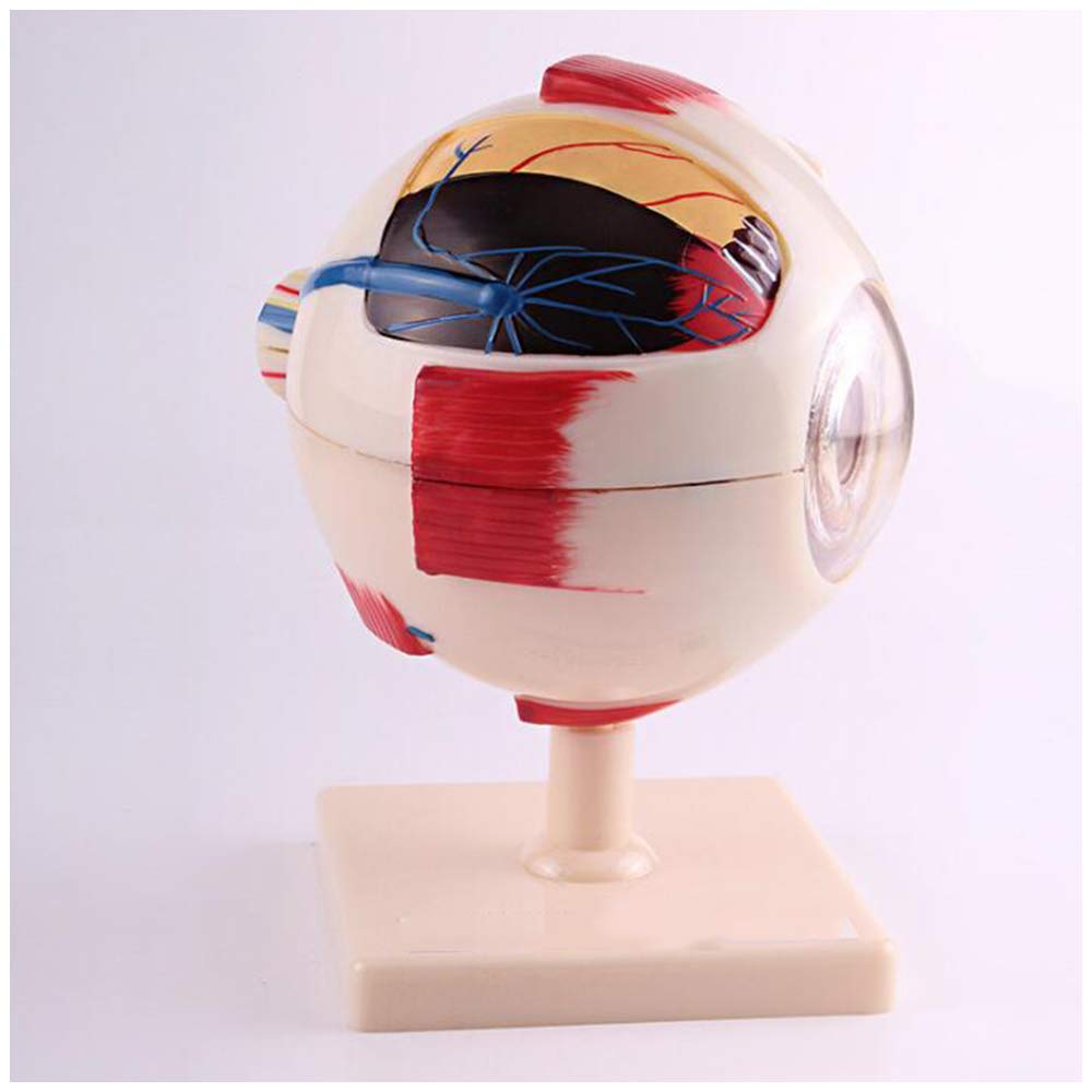 sjdoPulse 6X Magnification Natural Eyeball Model - Human Eye Anatomical Model - Detachable Human Organ Anatomy Model - for Medical Learning Aid Teaching Instrument