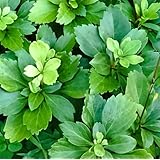 フッキソウ（富貴草） 【10Potセット】 下草苗