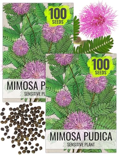 Image of Seed Needs Mimosa Seeds to Plant Sensitive Plant Annual Flowers 2 Packs