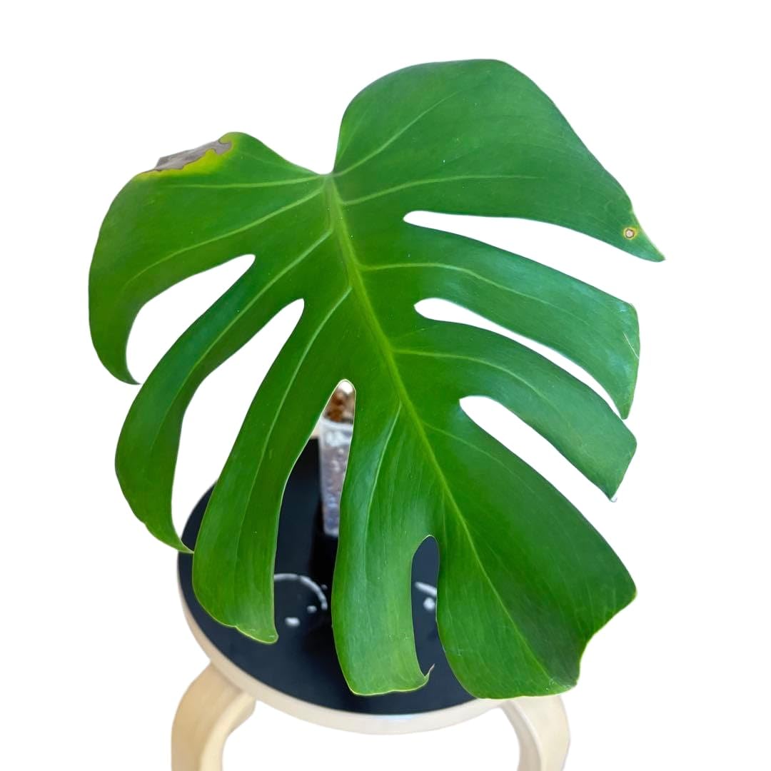 Amazon.co.jp: モンステラ デリシオーサ スケルトン カット苗 : DIY