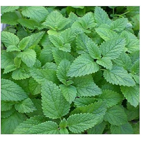 PREMIER SEEDS DIRECT HERB - LEMON MINT Cover