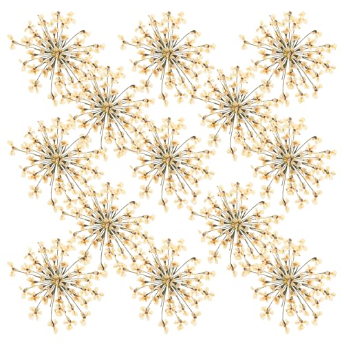 48 flores secas prensadas margarita blanca para manualidades miniatura 1
