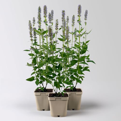 Bio Duftnessel 'Blue Fortune', violett, Topf 11x11 cm, 3 Pflanzen