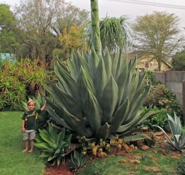 Amazon｜【種子】Agave Salmiana◇アガベ・サルミアナ◎アガベシロップ