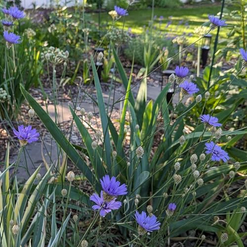 Episode 12 - Rethinking Lawn during a Drought, Current Floating Flowers, and Dahlia Pest Control and Cutting Basics Podcast Por  arte de portada