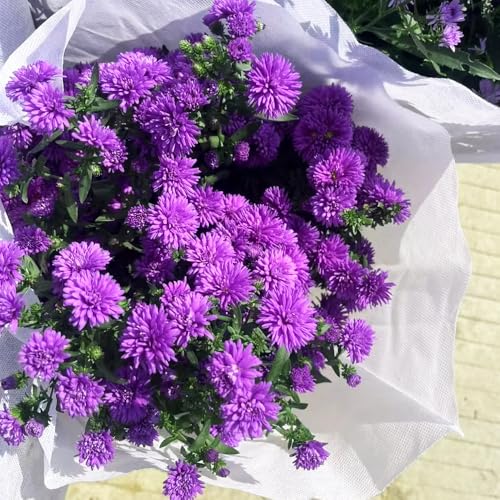 Semillas de áster perenne (Aster tataricus), Maceta, de rápido crecimiento. plantas jardín, decoración salón Semillas de plantas, plantas decorativas y aptas para las abejas. Balcón de 80pcs