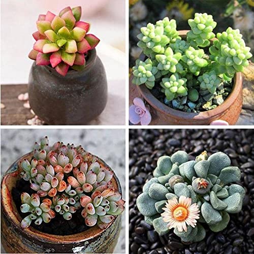 NooElec Seeds India Indoor Air Purifier Ornamental Succulent Mix Seeds Pack - 50 Seeds Eco Pack - Multicolor (B09P74197P) Amazon Price History, Amazon Price Tracker