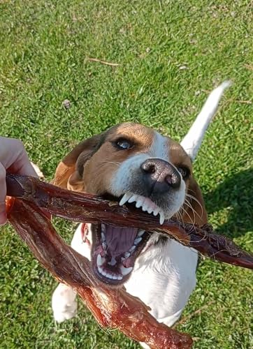 Lucze, Pferdesehnen für Hunde, 1kg, Hypoallergenes Hundefutter, Kauartikel Hund vom Pferd, Getreocknete Sehnen 100% natürlich, Tiernahrung ohne Chemie, Eigenherstellung