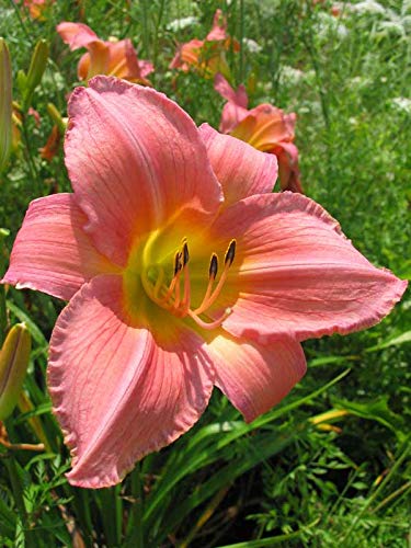 Day Lily Pink Flower Spreading Clumps Lily Bulbs Excellent Quality Flower Bulbs For all Season Grow Your Home Garden (Pack of 3 Bulbs) By Plantogallery®