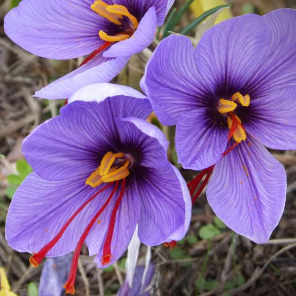 Image of Live Original Saffron Bulbs Pack of 5 - Crocus Sativus Kesar Flower Plants