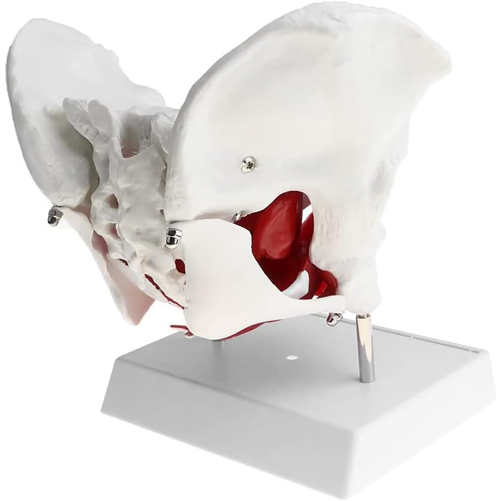 Model Mięśni Damskiej Gleby Miednicy, Zdejmowane Narządy Anatomicznych Zasobów Laboratoryjnych Gleby, Medyczna Anatomiczna Żeńska Miednica