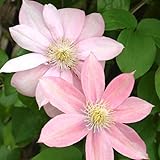 クレマチス リトルマーメイド 12cm 苗 桃色 【パテンス系・旧枝咲き】四季咲き 大輪 clematis ピンク