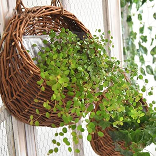 Panier de rangement tissé mural en osier de 25 cm pour décoration suspendue