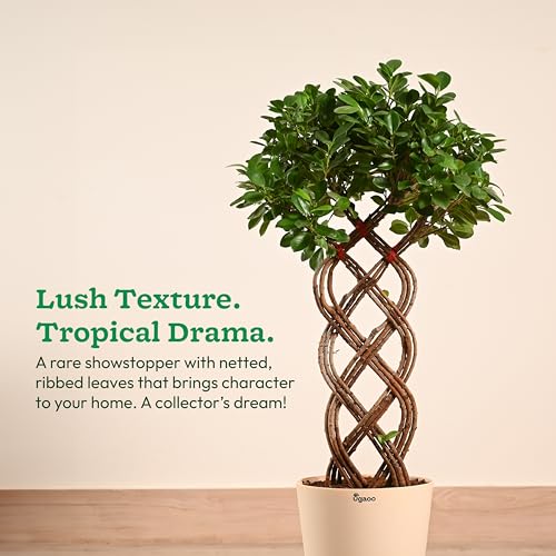 Image of UGAOO Ficus Netted Microcarpa - XL | Indoor Plant for Home | Live Plant with Pot | Indoor Plants with Pots for Home | Live Plants for Living Room