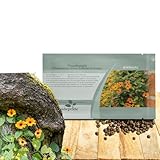 Outsidepride Sunrise Orange Thunbergia Black Eyed Susan Seeds - 100 Pcs Annual, Climbing Vine Flower Seeds for Planting Orange Blooms for Low Maintenance Gardens, Containers, Trellis & Fences