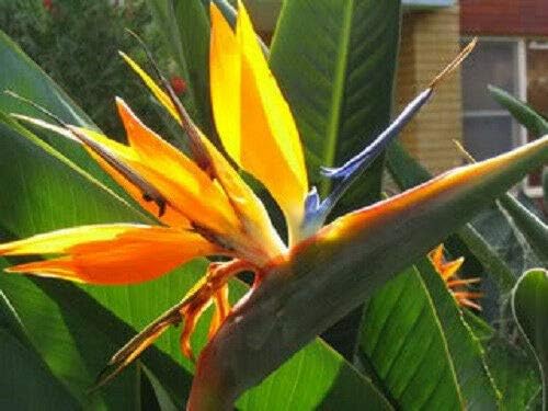Miniatura 3 de Malva Tropical Bird of Paradise Mallowwort - Strelitzia Reginae Flower jocad (5 semillas)
