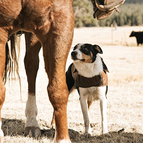 Carhartt Firm Duck Isolierter Hundemantel, Deep Wine, Größe XL