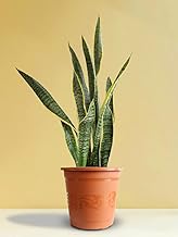 Golden Sansevieria Snake | Indoor Air Purifier Natural Live Plant [ 2 to 3 feet | With Pot ] for Home | Offices (Golden Snake)