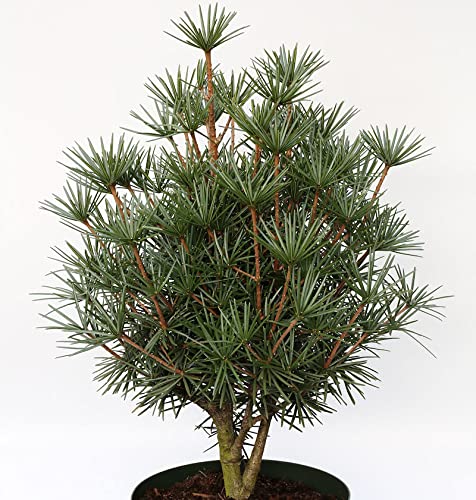 Japanische Zwerg Schirmtanne Kobito 20-25cm - Sciadopitys verticillata - lebende Gartenpflanze aus den Baumschulen