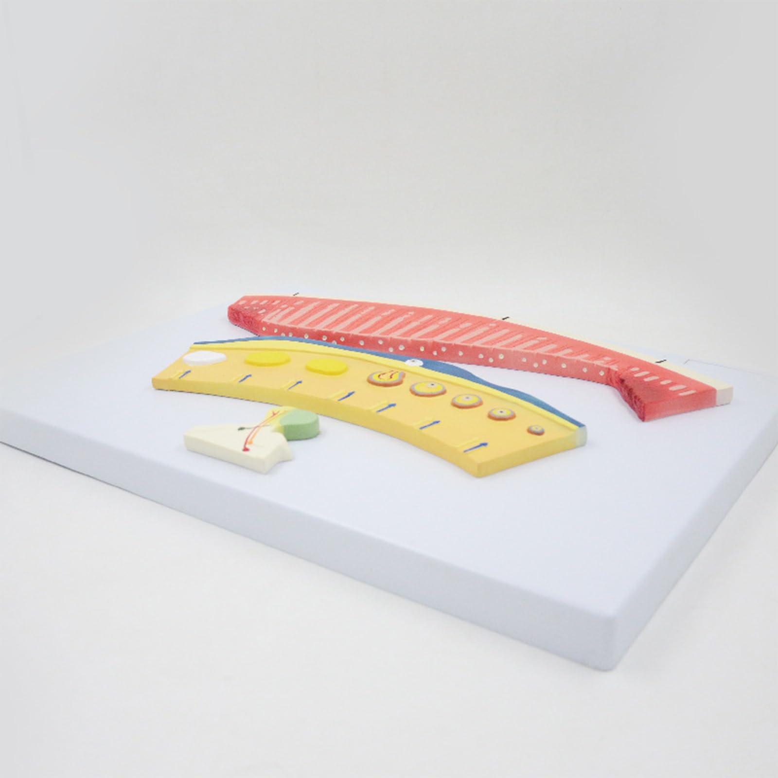 Modell Menstruationszyklus 3-Komponenten Menstruationsbildung Lutealfollikelprofil Lehrmodell
