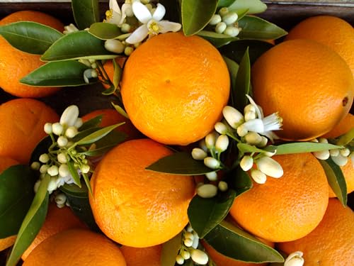 Miel Raw Orange Blossom en galón multipack 12 lb miniatura 4