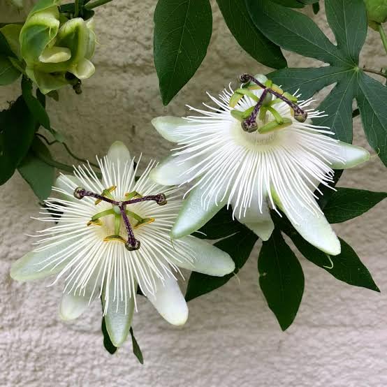 See full amazon price history chart for BISWAS PLANTS HOUSE Rare White Passion/Rakhi (Passiflora Incarnata) Flower Live Plant Pack Of-1 Healthy Plant BISWAS PLANTS HOUSE Rare White Passion/Rakhi (Passiflora Incarnata) Flower Live Plant Pack Of-1 Healthy Plant (B0D4R29CMS) Amazon Price History, Amazon Price Tracker