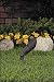 Vista Pro Up and Accent Landscape Lighting GR 2216 Black