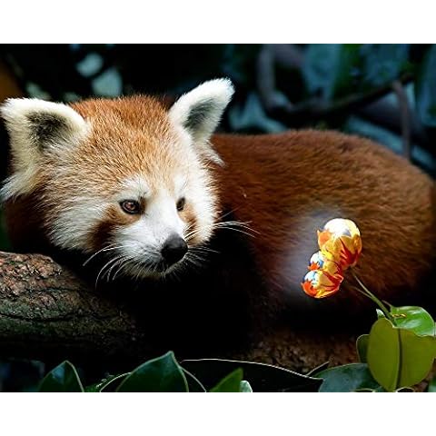 Qingdewan Jigsaw Puzzle 1000 Piece Red Panda Firefox Classic Puzzle 3D Puzzle Diy Kit Wooden Toy Unique Gift Home Decor Cover