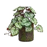 Photo Gallery untering bonsai rampicante verde, decorazione per habitat bonsai per lucertole, serpenti, terrario artificiale per interni Photo Gallery untering bonsai rampicante verde, decorazione per habitat bonsai per lucertole, serpenti, terrario artificiale per interni