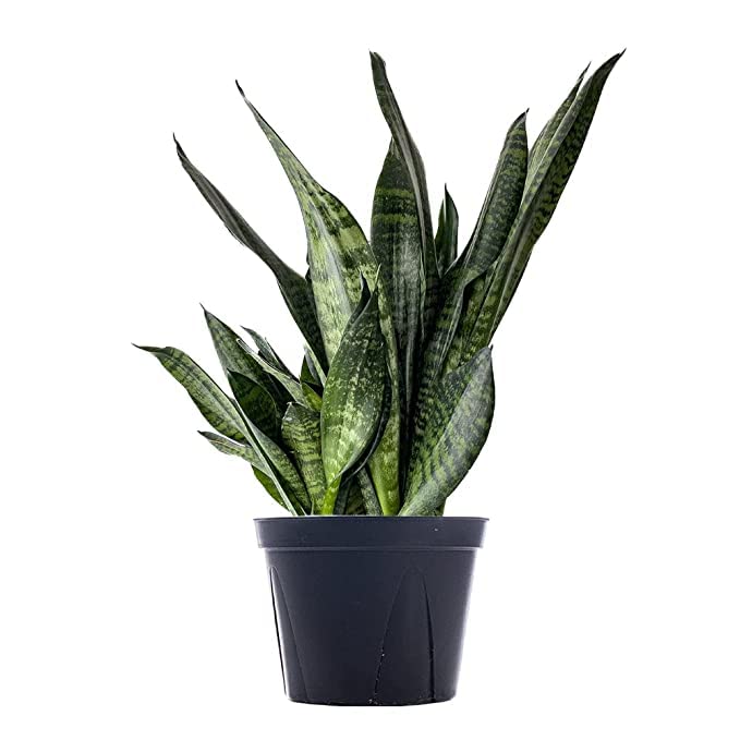 Sumit Greenery Air Purifiers Snake Plant Indoor & Outdoor Live Plant with Pot (Pack of 1) (B0C4DF4PNS) Amazon Price History, Amazon Price Tracker