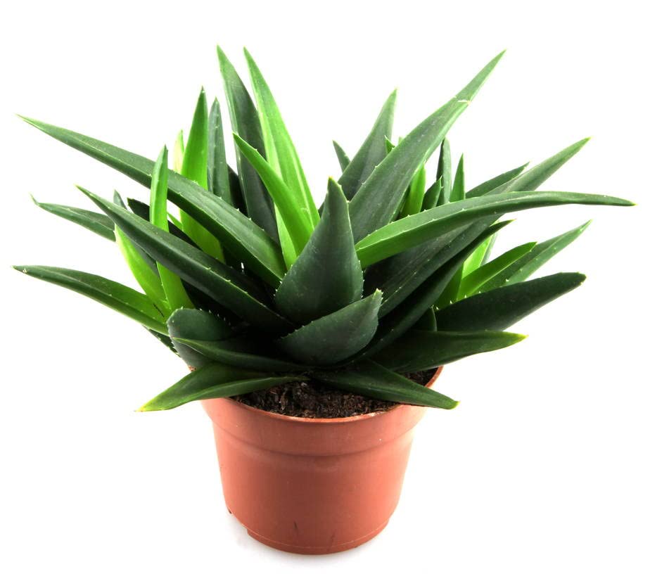 Cloud Farm Air Layered Aloe Vera Live Plant[CF56] (B09XM95J92) Amazon Price History, Amazon Price Tracker