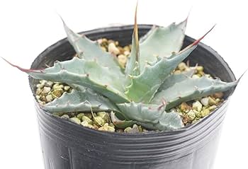 【アガベ】【特大】【10号ポット】【選抜】モンタナ アガベ】【特大】【10号ポット】【選抜】モンタナ - メルカリ