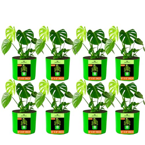 Image of Kingwell Plant Grow Bags 6x6 inch pack of 8, Bags for Plants Gardening Home, Grow Bags for Terrace Gardening