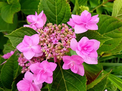 Amazon.com: Tapa De Encaje Hortensia Hortensia Macrophylla