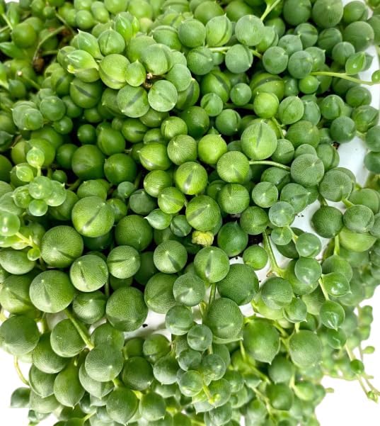 Miniatura 2 de Cadena de perlas vivas para plantar, planta suculenta colgante para interiores y exteriores en maceta de 4 pulgadas