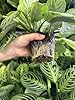 Hopewind Plants Shop- Lemon Lime Prayer Plant, Lemon Lime Maranta, Popular and Attractive houseplant, Gorgeous Live Indoor Plant, Easy to Care and Rare Variety Green Thumbs Up 4 inch Pot #3