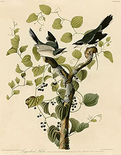 Papier peint oiseaux sur une branche pour relooker un meuble - 3
