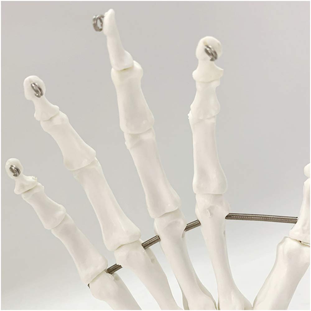 sjdoPulse Hand Skeleton Model - Life-Size Anatomical Skeleton Hand Uman Palm Bone Model Medical Anatomical Hand Skeleton Model for Orthopedics Teaching Demonstration Model (A)