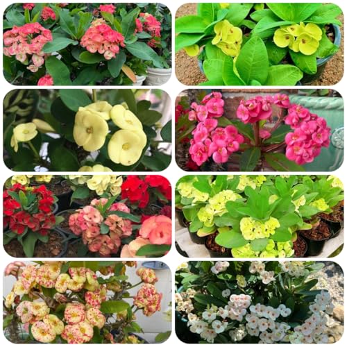 Generic Christusdorn Pflanze Samen Winterhart Mehrjährig 200pcs