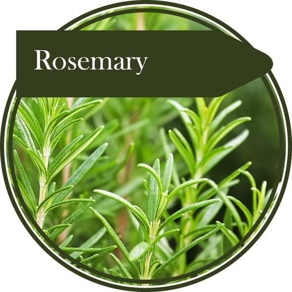 50 Seeds Herb Rosemary producing Perennial herb, Evergreen with Grey-Green pinnate Leaves. Very Good for Seasoning Food, Table Decorations and teas